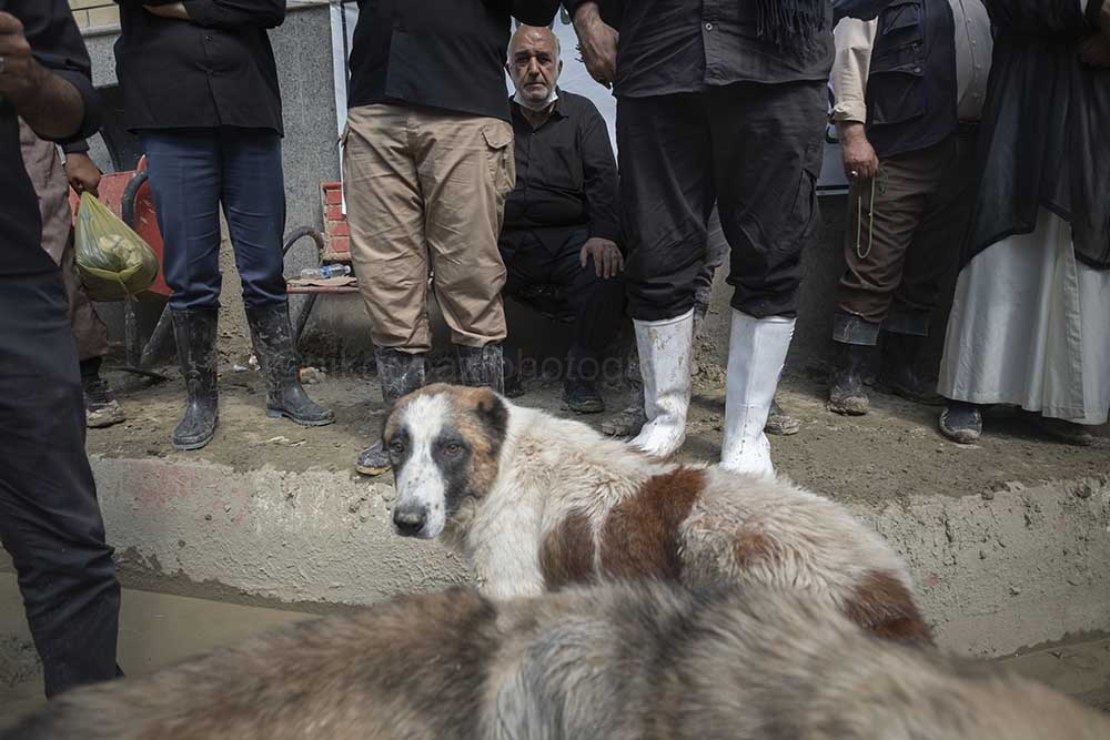 NPNW36AUG0322. An Iranian elderly man looks on as two stray dogs stand next to mourners in the flooded village of Mazdaran in Firoozkooh county 124 km (77 miles) northeast of Tehran during a funeral for a sudden-flooding victims, August 3, 2022.